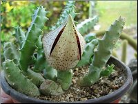 Tavaresia barklyi X Orbea variegata